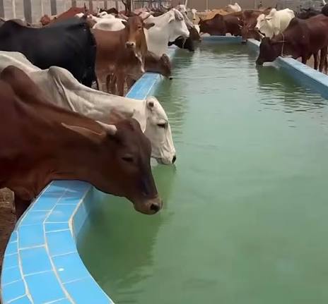 GOOD HYGIENE: THE FOUNDATION OF HEALTHY AND PROFITABLE LIVESTOCK FARMING
